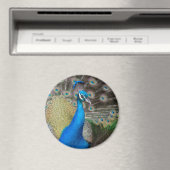 Proud Peacock Magnet (In Situ (Geschirrspüler))