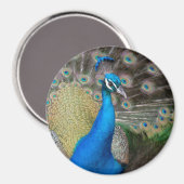 Proud Peacock Magnet (Vorderseite/Rückseite)