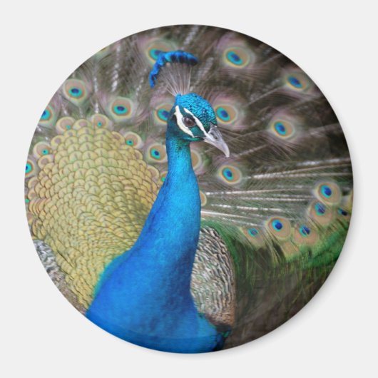 Proud Peacock Magnet (Vorne)