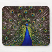 Proud Peacock mousepad (Vorne)