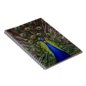 Proud Peacock Notebook Notizblock (Rechte Seite)