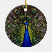 Proud Peacock Ornament (Vorne)