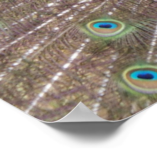 Proud Peacock Poster (Ecke)