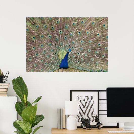 Proud Peacock Poster (Heimbüro)