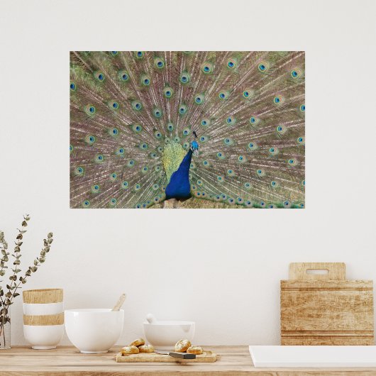 Proud Peacock Poster (Küche)