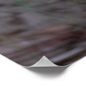 Proud Peacock Poster (Ecke)