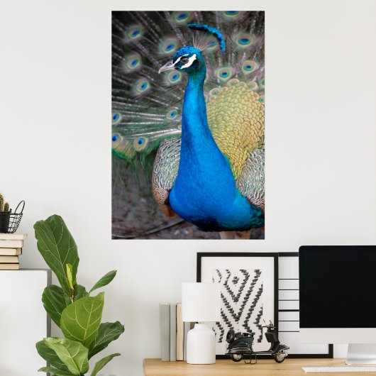 Proud Peacock Poster (Heimbüro)