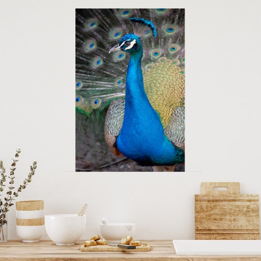 Proud Peacock Poster (Küche)