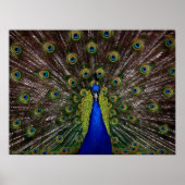Proud Peacock Poster (Vorne)