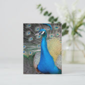 Proud Peacock Postkarte (Stehend Vorderseite)
