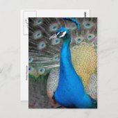 Proud Peacock Postkarte (Vorne/Hinten)