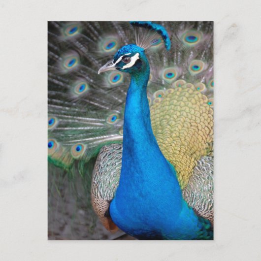 Proud Peacock Postkarte (Vorderseite)