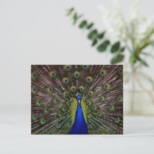 Proud Peacock Postkarte (Stehend Vorderseite)