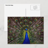 Proud Peacock Postkarte (Vorne/Hinten)