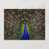 Proud Peacock Postkarte (Vorderseite)
