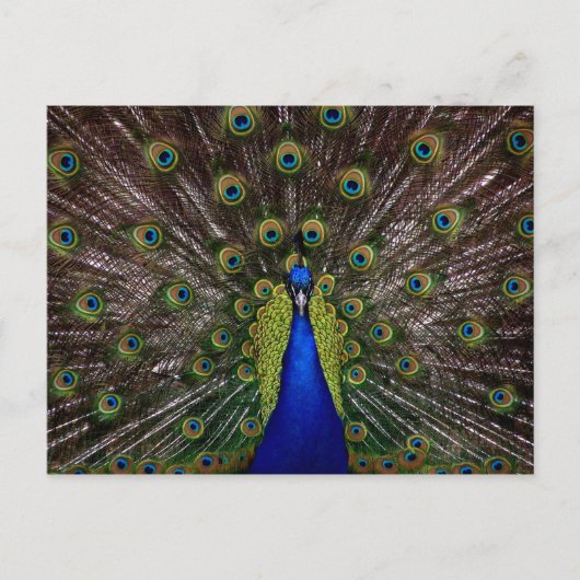 Proud Peacock Postkarte (Vorderseite)