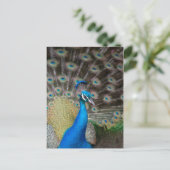 Proud Peacock Postkarte (Stehend Vorderseite)