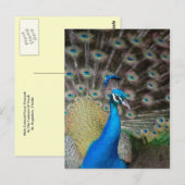 Proud Peacock Postkarte (Vorne/Hinten)
