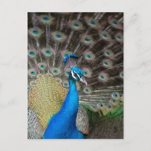 Proud Peacock Postkarte (Vorderseite)