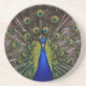 Proud Peacock Untersetzer (Vorne)