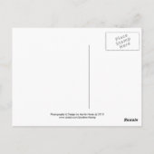 Proud Poodle - Missing You - Postcard Postkarte (Rückseite)