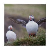 Proud Puffin Fliese (Vorderseite)