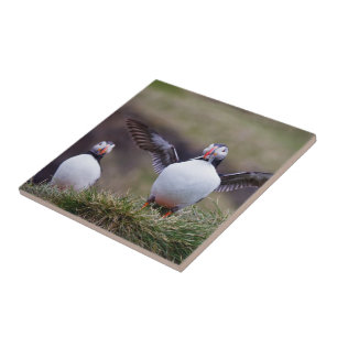 Proud Puffin Fliese