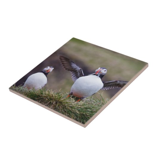 Proud Puffin Fliese (Seite)