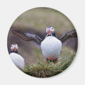 Proud Puffin Magnet (Vorne)