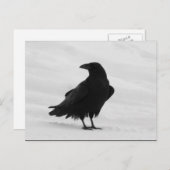 Proud Raven Postkarte (Vorne/Hinten)