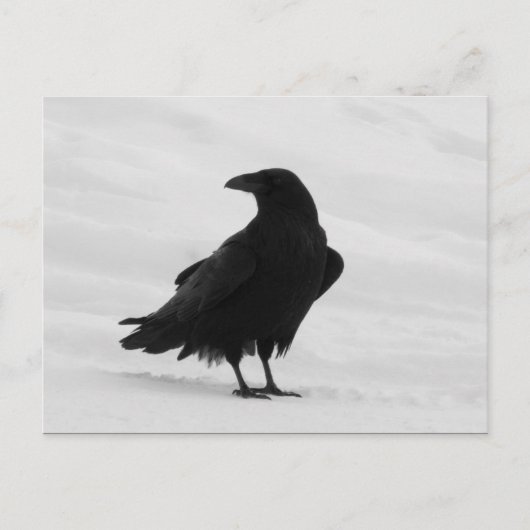 Proud Raven Postkarte (Vorderseite)