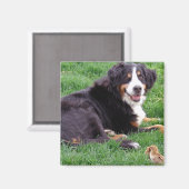 Proud Serena Magnet (Vorderseite/Rückseite)