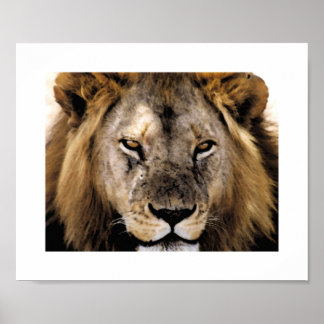 Proud Simba - Serengeti Poster