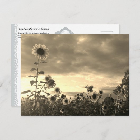 Proud Sunflower at Sunset - Postcard Postkarte (Vorne/Hinten)