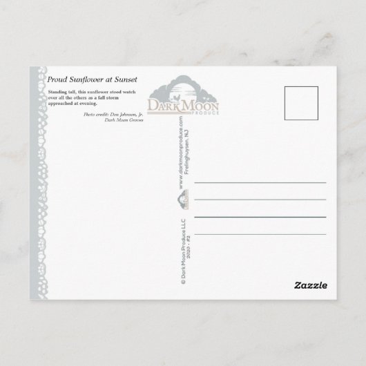 Proud Sunflower at Sunset - Postcard Postkarte (Rückseite)