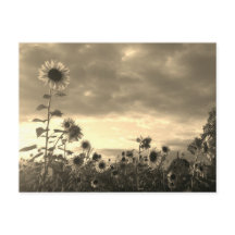 Proud Sunflower at Sunset - Postcard