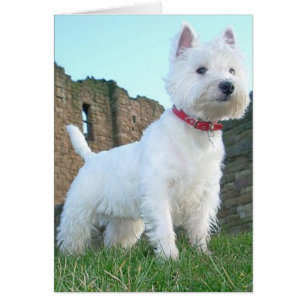Proud Westie