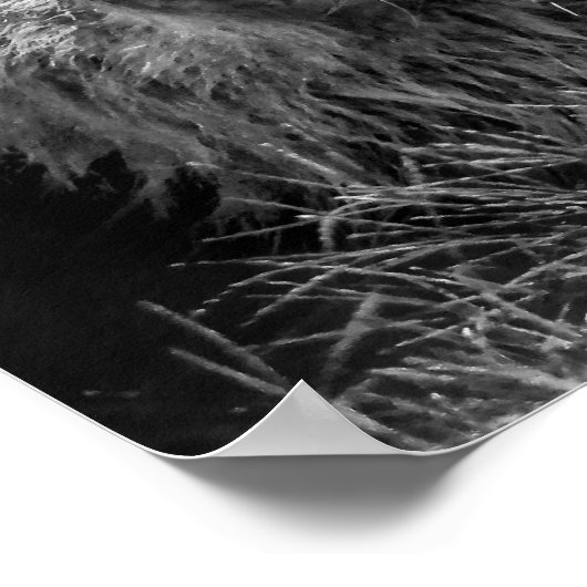 Proud Young Lion Poster (Ecke)