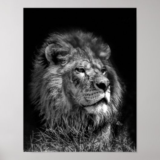 Proud Young Lion Poster (Vorne)