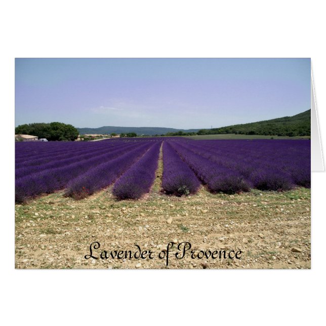Provence-Lavendel (Vorderseite (Horizontal))