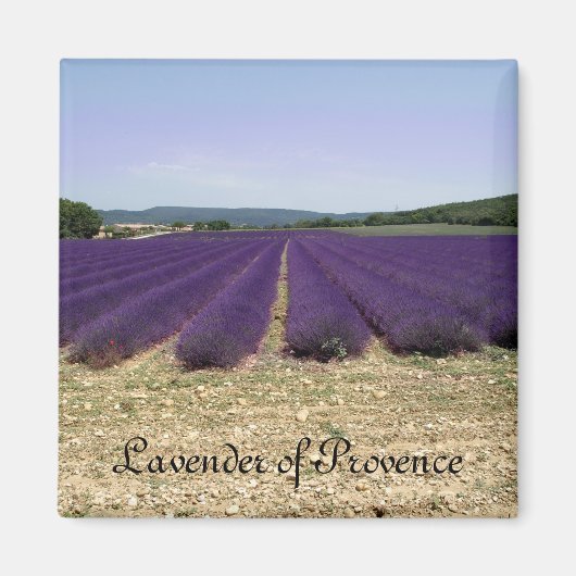 Provence-Lavendel Magnet (Vorne)
