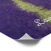 Provence-Lavendel Poster (Ecke)
