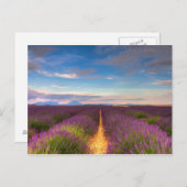 Provence - Lavendelfelder Postkarte (Vorne/Hinten)