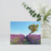 Provence Postkarte (Stehend Vorderseite)