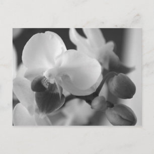 Proverben 10:12 Orchid Postcard Postkarte