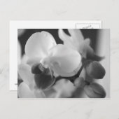 Proverbs 10:12 Orchid Postcard Postkarte (Vorne/Hinten)