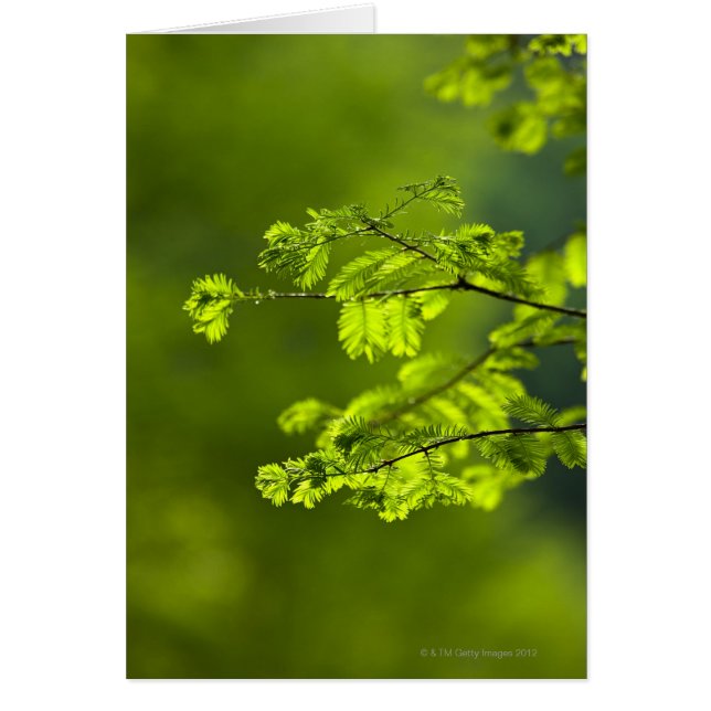 Provinz Hunan, China, Asien (Vorne)