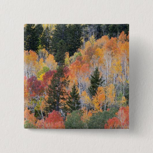 Provo-Fluss und Aspen-Bäume Button (Vorderseite)