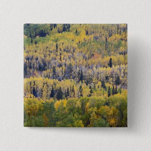 Provo-Fluss und Aspen-Bäume Button (Vorderseite)