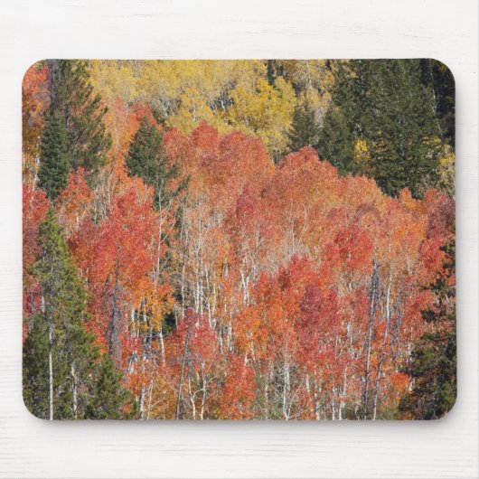 Provo-Fluss und Aspen-Bäume Mousepad (Vorne)